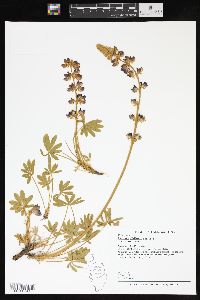 Lupinus albifrons var. albifrons image