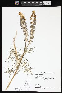 Lupinus benthamii image