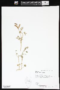 Lupinus bicolor image