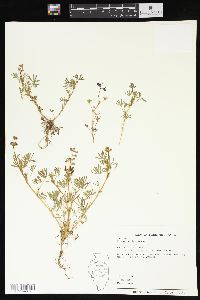 Lupinus bicolor image