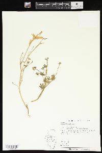 Lupinus bicolor image