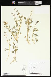 Lupinus bicolor image