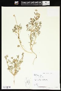 Lupinus bicolor image