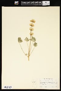 Lupinus densiflorus image