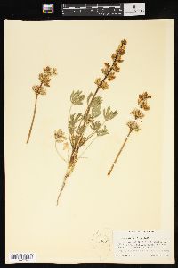 Lupinus densiflorus image