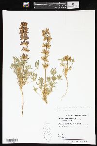 Lupinus densiflorus image