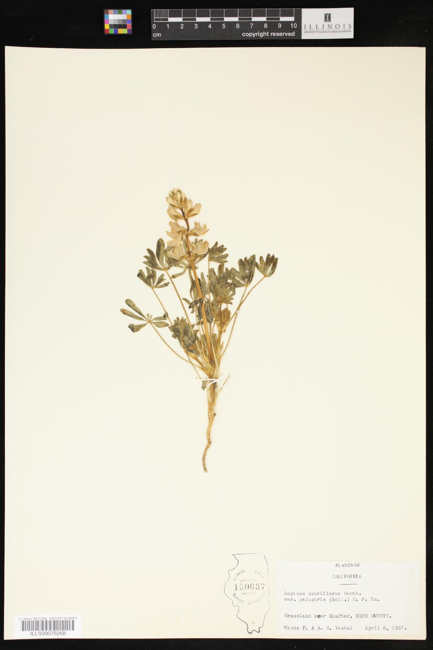 Lupinus densiflorus var. palustris image