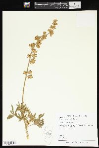 Lupinus formosus image