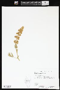 Lupinus formosus image