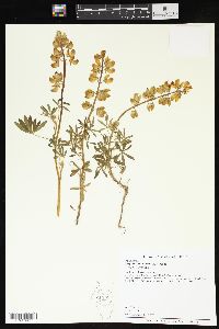 Lupinus formosus var. formosus image
