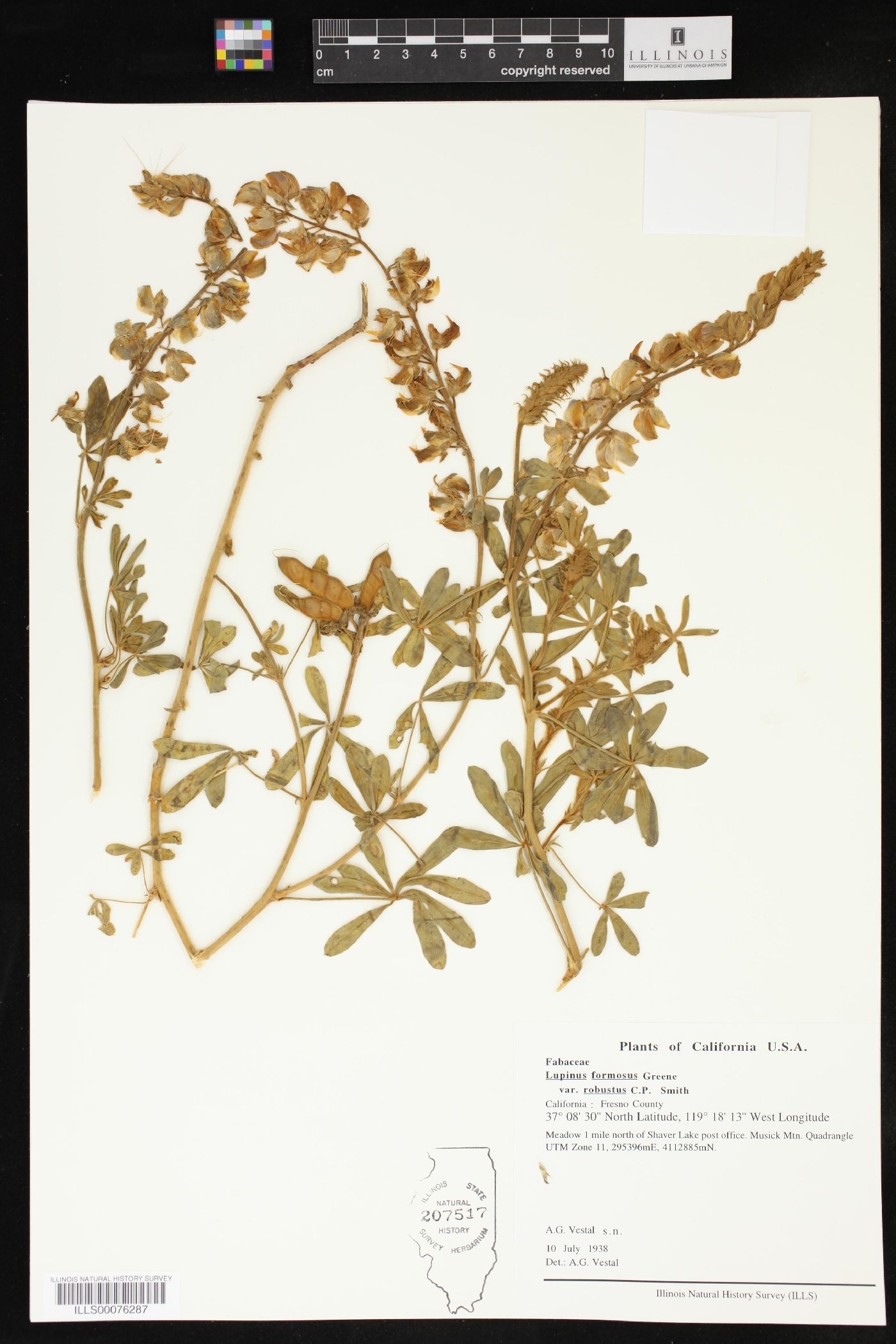 Lupinus formosus var. robustus image