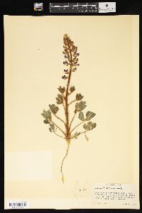 Lupinus hirsutissimus image