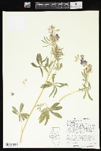 Lupinus latifolius image