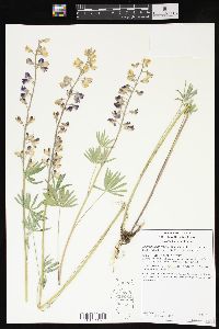 Lupinus argenteus var. laxiflorus image