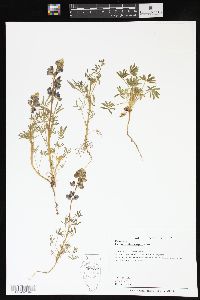 Lupinus subvexus image