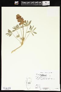 Lupinus densiflorus image