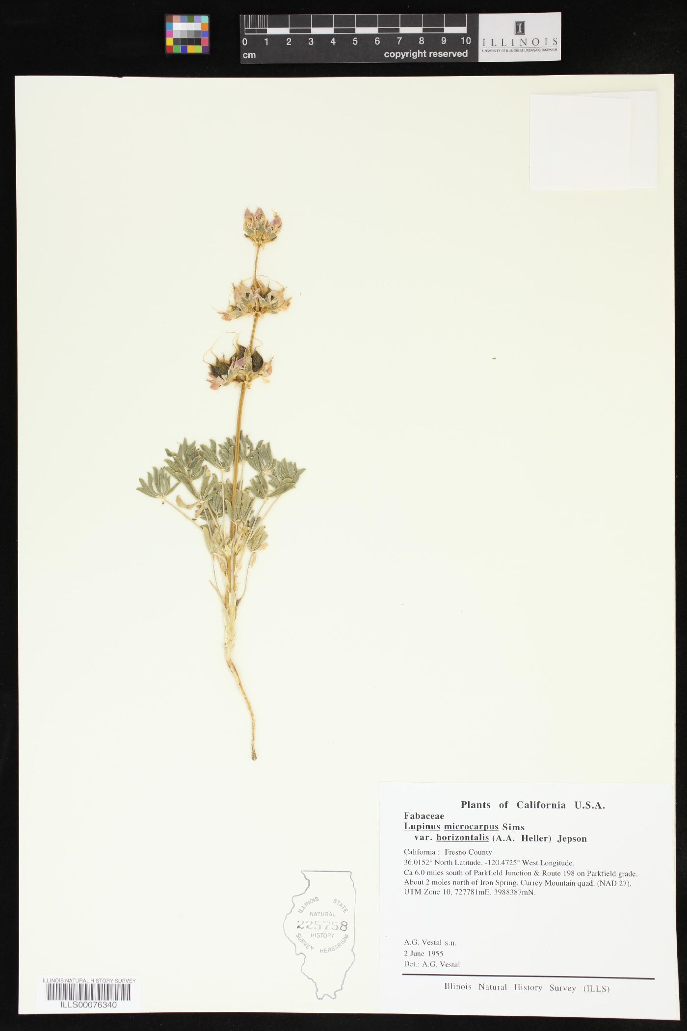 Lupinus horizontalis image