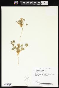 Lupinus subvexus image