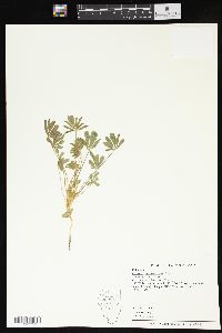 Lupinus subvexus image