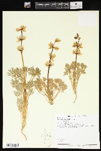 Lupinus subvexus var. subvexus image