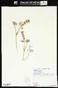 Lupinus subvexus image