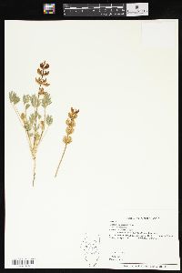 Lupinus subvexus image