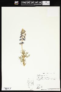 Lupinus nanus image