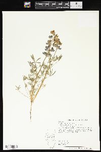 Lupinus nanus subsp. menkerae image