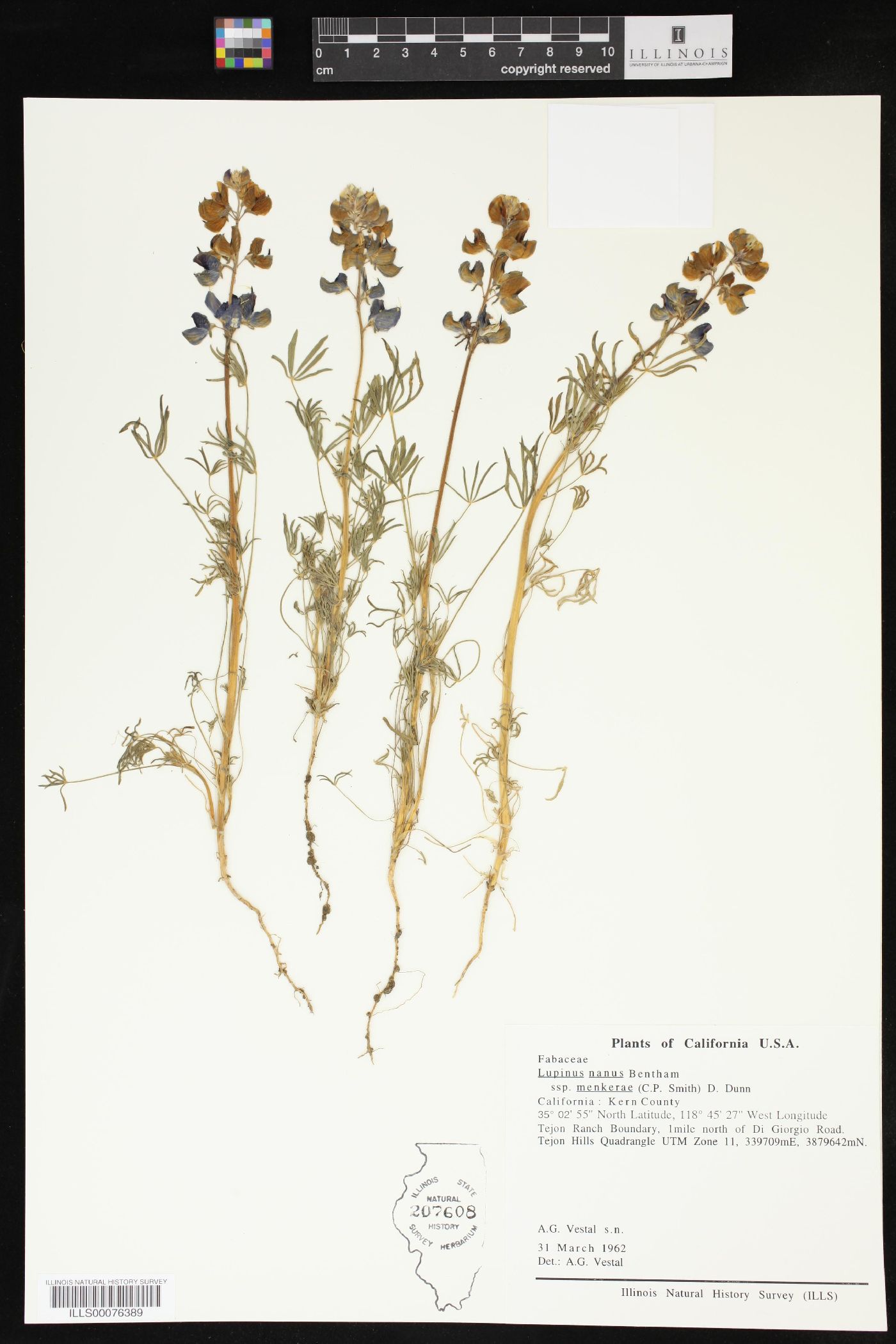 Lupinus nanus subsp. menkerae image