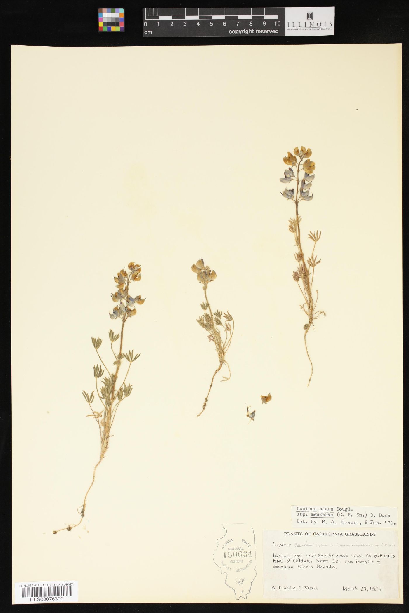 Lupinus nanus subsp. menkerae image