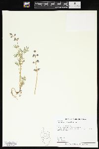 Lupinus pachylobus image