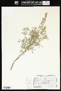 Lupinus parviflorus image