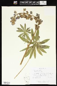 Lupinus polyphyllus image