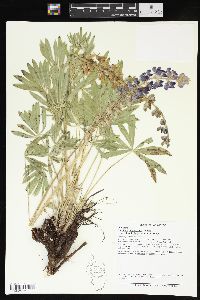 Lupinus polyphyllus image