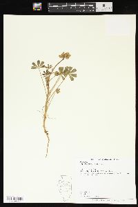 Lupinus succulentus image