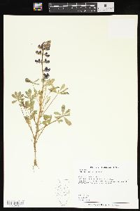 Lupinus succulentus image