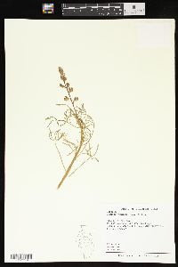 Lupinus truncatus image