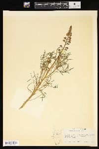 Lupinus truncatus image