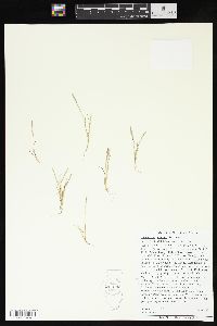 Puccinellia simplex image