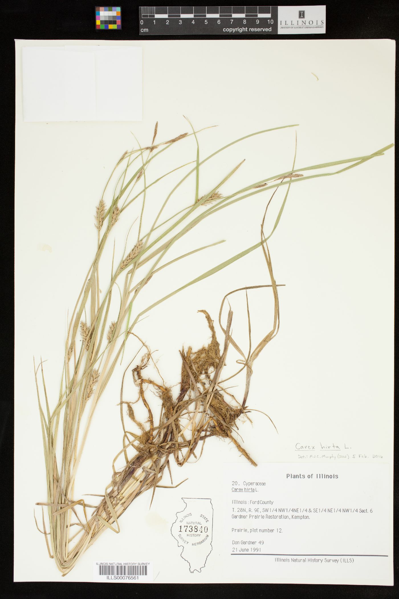 Carex hirta image