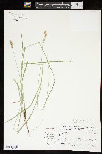 Carex normalis image