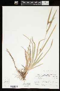 Carex glaucodea image