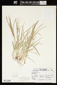 Carex glaucodea image