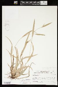 Carex glaucodea image