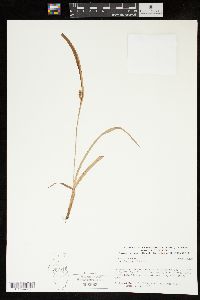 Carex glaucodea image