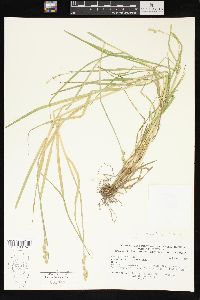 Carex tribuloides var. sangamonensis image