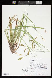 Carex castanea image