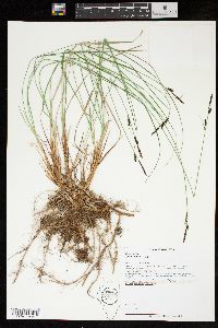 Carex lugens image