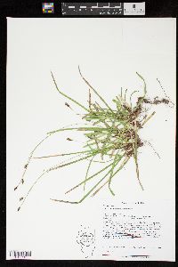 Carex pedunculata image