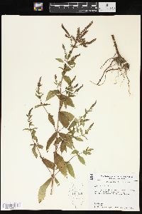 Mentha spicata image